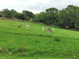 The farm animals which you can feed, alpacas, donkeys and sheep.