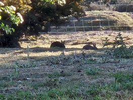 Morning and evening visitors.
