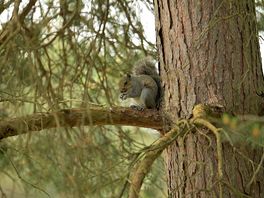 Squirrel at modern heath
