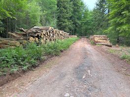 Woodland track