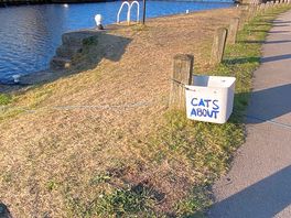 Cats about