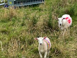 The locals 😊