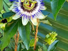Pretty flower outside the bathroom