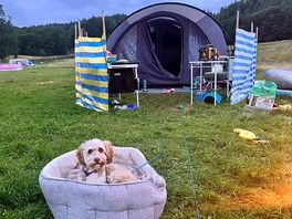 Coco enjoying camping.