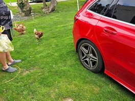 Roaming chickens