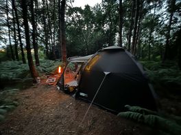 Forest relaxation