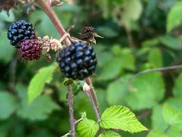 Blackberry picking