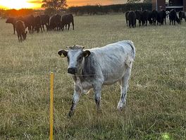 Cows!