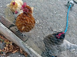 Lovely chickens
