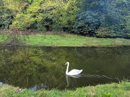 Swan next to the pitch