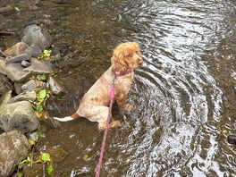 Riverside cooling off for our dogs