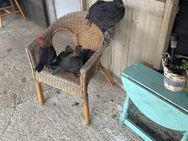 Chickens!