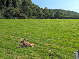 Open space to run around