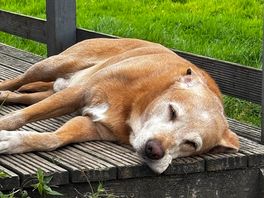 Tired pooch all the fresh air and walking