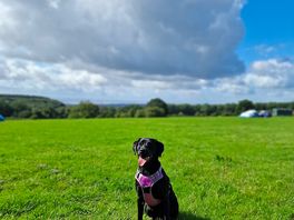 Great dog friendly campsite.