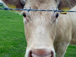 Cow