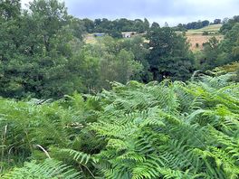 View from the hill