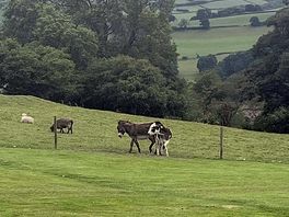 Super friendly donkeys