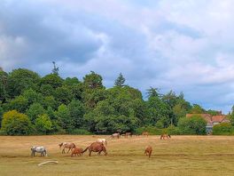 The walk from the campsite to the new forest in
