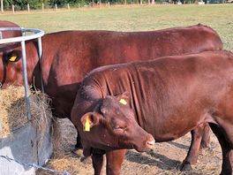 Sussex cows