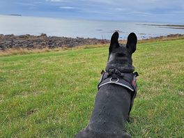 Crail