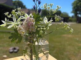A few little flowers from the hedgerow