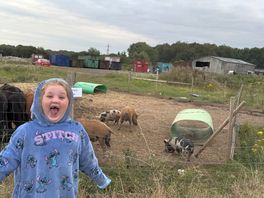 Feeding the piglets