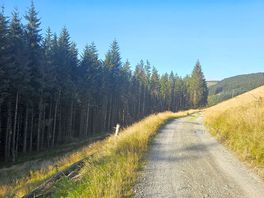 Forest trail 2