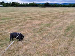 Field