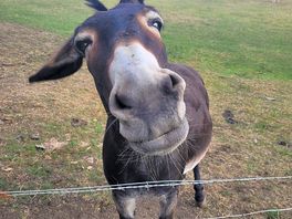 Donkey from shrek
