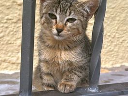 Local kitten