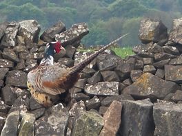 A pheasant
