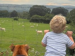 Our son & dog enjoying the sheep ☺️