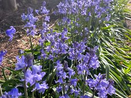 Lovely gardens around the campsite