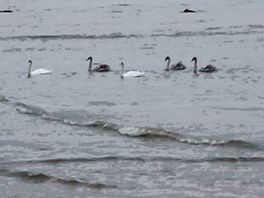 Swan family