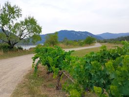Vignes à ligüerre de cinca.