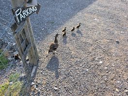 Mummy duck and babies