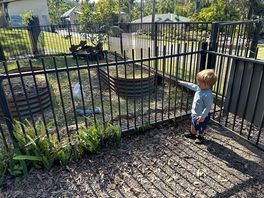 Little man checking out the chickens