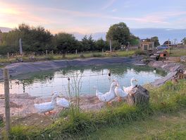 Ducks on the pond