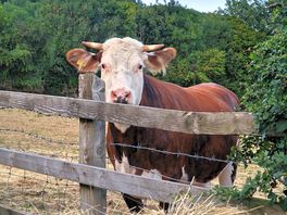Local resident on short walk
