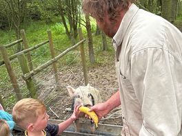 Feeding the pigs in the morning