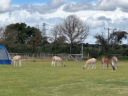 Alpacas jumped the fence to join us