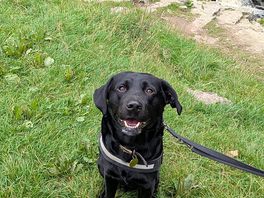 Leo enjoying his walk 14 mins drive from the campsite