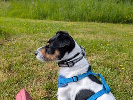 🐶