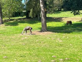 Animals