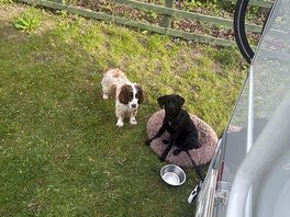 Dog friendly site
