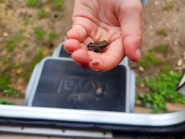 Baby frog