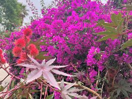 Beautiful flowers