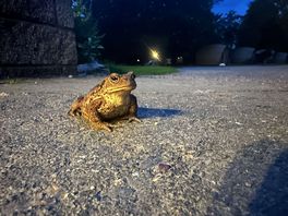 Toad hangin out on site