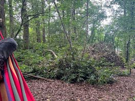 A photo from the hammock.
